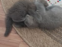 Scottish fold dişi çok tatlı şirin mi şirin