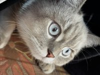 Scottish fold longhair