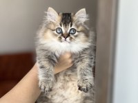 Güzel Surat British Longhair Golden Black Yavrum