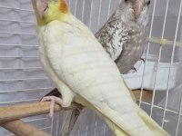 Sultan papağanı yavru tam eğitmelik