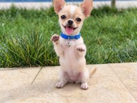 Oyuncak gibi WC eğitimli chihuahua