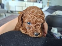 Anne yanından orjinal poodle yavru