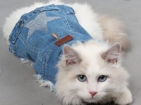 Safkan Şecereli Ragdoll