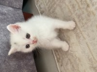 Scottish Fold Kediler
