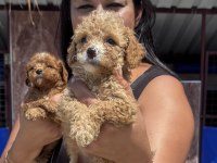 Sağlık ve ırk garantili maltipoo yavrularım
