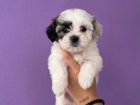 Maltese Terrier Yavrular