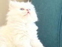 Maviş british longhair kızımıza yuva arıyoruz