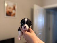 3 Haftalık Safkan French Bulldog Bebekler