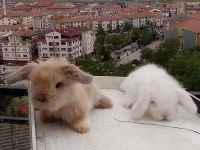 Orijinal Hollanda Lop Irkı Tavşan