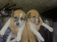 SAFKAN JACK RUSSELL (1,5 aylık)