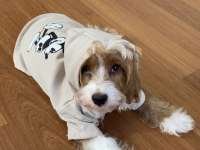 3 aylık erkek maltipoo yavru eğitimli