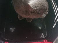 1 yaşında dişi british shorthair