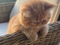 Exotic shorthair kediler