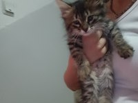 KEDİMİZE SICAK BİR YUVA ARIYORUZ