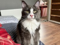 1 yaşında dişi Maine Coon sahiplendirme