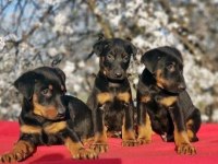 Elit Patiler Farkıyla Doberman Yavrular