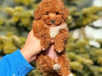 2.5 aylık yavru erkek poodle köpeğimiz
