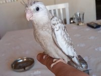Sevimli Sultan Papağanı Yavrusu