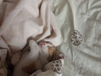 Calico Şans Kedisi