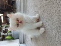 İran Kedisi Egzotik Longhair 2 Aylık Dişi