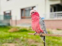 Gül gallah kakadu papağanı
