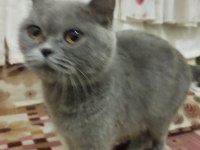 27 aylık uysal dişi british shorthair kedimiz