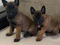 A kalite Belçika Malinois yavrular