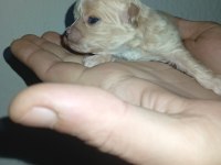 Dişi ve erkek 20 günlük rezerve açık bebiş maltipoo köpekler