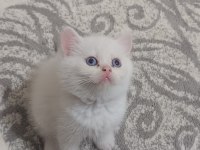 Sadece aileye british shorthair