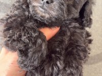 Nadir ırk garantili silver toy poodle bebekler