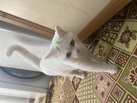British shorthair erkek eş arıyoruz