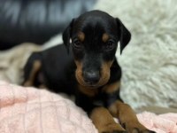 Orjinal doberman yavruları