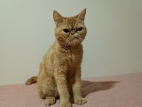 Dişi iran kedisi safkan