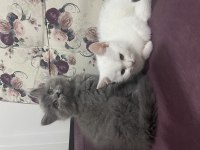 5 tatlı british shorthair yavru