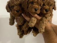 Bebeklerimiz ırk garantili toy poodle
