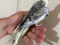52 GÜNLÜK RENK GÜZELİ PİED BEBEK SULTAN PAPAĞANI