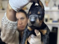 Avrupa doberman yavrular