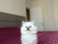 BRITISH LONGHAIR BLUE POİNT YAVRULARIM 