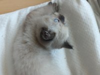 Minik british shorthair patiler
