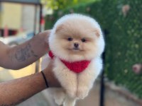 Yavru Pomeranian Köpekleri