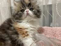 Exotic shorthair kediler