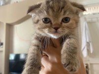 Scottish fold dişi