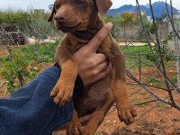 KİNG DOBERMAN YAVRULARİMİZ