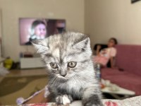 2.5 3 aylık British Shorthair Chinchilla yavrusu
