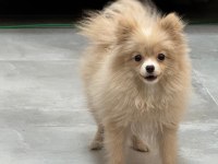 7 aylık pomeranian yavrumuz yuvasını arıyor safkan