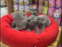 British Shorthair Yavrular Irk Ve Sağlık Garantili