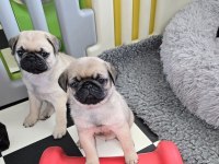 Irk sağlık garantili safkan boncuk gözlü pug mops