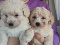 Maltipoo yavrumuz ailesini bekliyor