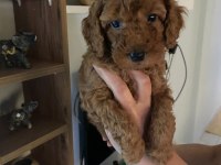Toy poodle yavrularım orijinal ev üretimi