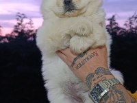 Chow Chow Bebekler